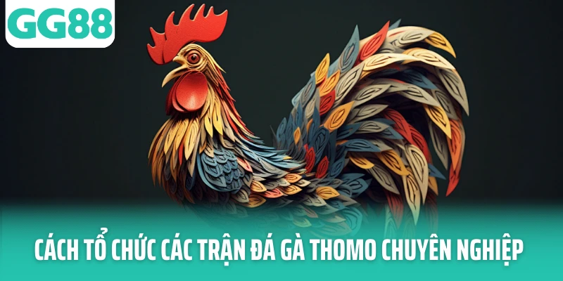 Cách tổ chức các trận đá gà Thomo chuyên nghiệp