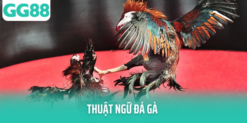 Ảnh đại diện Thuật Ngữ Đá Gà